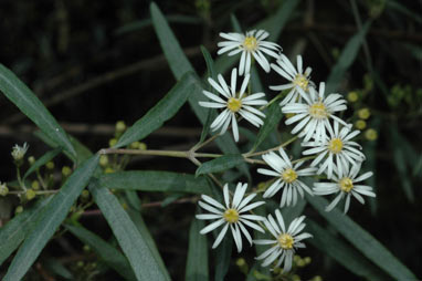 APII jpeg image of Olearia viscidula  © contact APII