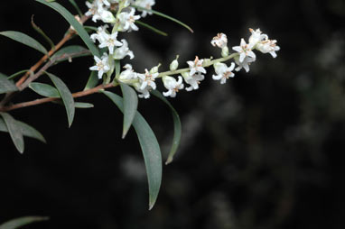 APII jpeg image of Leucopogon affinis  © contact APII