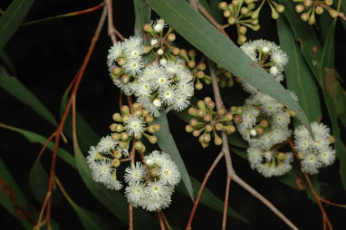 APII jpeg image of Eucalyptus elata  © contact APII