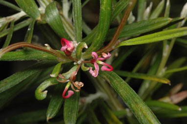 APII jpeg image of Grevillea quinquenervis  © contact APII