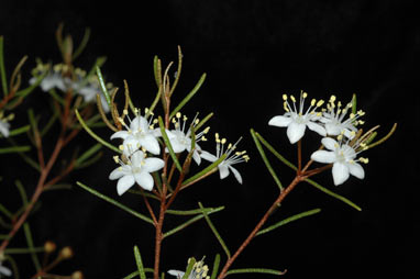 APII jpeg image of Phebalium filifolium  © contact APII