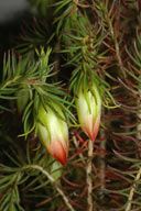 Darwinia wittwerorum