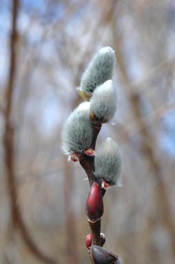 APII jpeg image of Salix myricoides  © contact APII