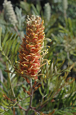 APII jpeg image of Grevillea 'Kay Williams'  © contact APII