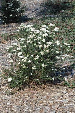 APII jpeg image of Ozothamnus diosmifolius 'Radiance'  © contact APII