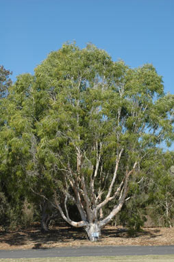 APII jpeg image of Melaleuca leucodendra  © contact APII