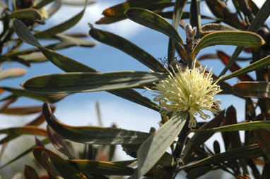 APII jpeg image of Hakea cinerea  © contact APII