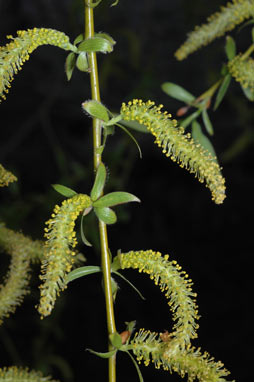 APII jpeg image of Salix fragilis nothovar. X fragilis  © contact APII