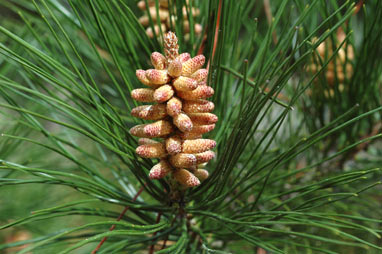 APII jpeg image of Pinus radiata  © contact APII