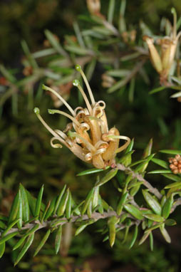 APII jpeg image of Grevillea juniperina subsp. amphitricha  © contact APII