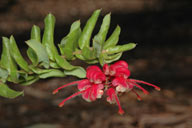 Grevillea baueri