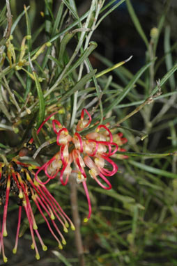 APII jpeg image of Grevillea 'Sid Reynolds'  © contact APII