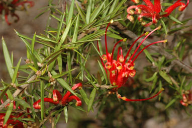 APII jpeg image of Grevillea juniperina subsp. allojohnsonii  © contact APII