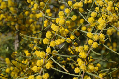 APII jpeg image of Acacia menzelii  © contact APII