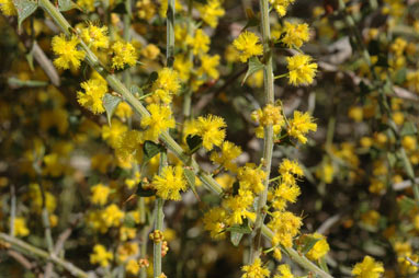 APII jpeg image of Acacia pravifolia  © contact APII