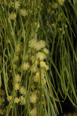 APII jpeg image of Acacia cognata  © contact APII