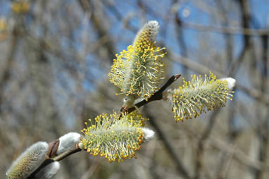 APII jpeg image of Salix myricoides  © contact APII