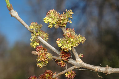 APII jpeg image of Fraxinus excelsior  © contact APII