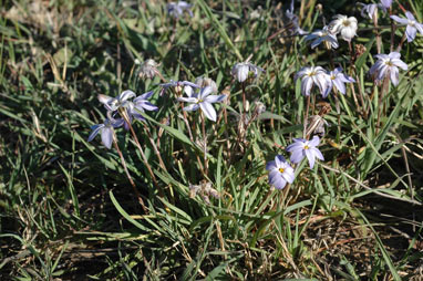 APII jpeg image of Ipheion uniflorum  © contact APII