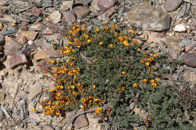 APII jpeg image of Pultenaea microphylla  © contact APII