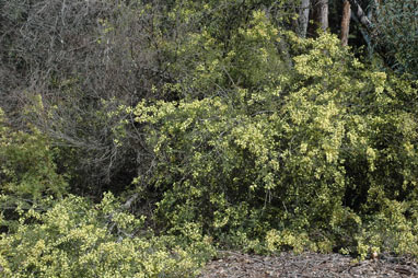 APII jpeg image of Acacia verticillata subsp. verticillata  © contact APII