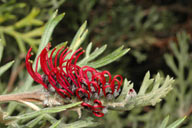 Grevillea beadleana