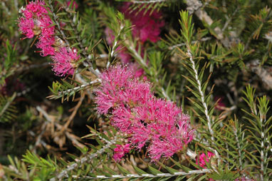 APII jpeg image of Melaleuca wilsonii  © contact APII