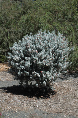 APII jpeg image of Eremophila glabra (Murchison River form)  © contact APII