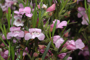 APII jpeg image of Eremophila campanulata  © contact APII