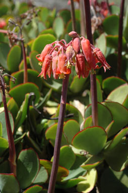 APII jpeg image of Cotyledon orbiculata  © contact APII