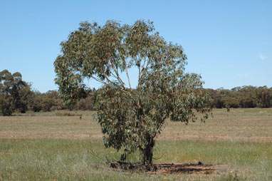 APII jpeg image of Eucalyptus behriana  © contact APII