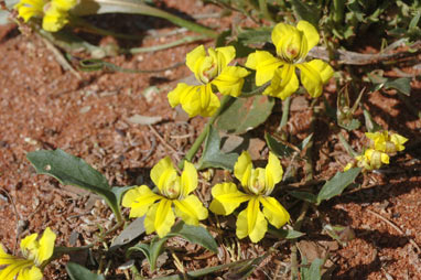 APII jpeg image of Goodenia glabra  © contact APII