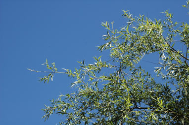 APII jpeg image of Salix fragilis nothovar. X fragilis  © contact APII