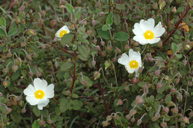 APII jpeg image of Cistus salviifolius  © contact APII