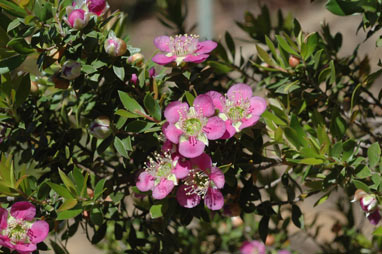 APII jpeg image of Leptospermum 'Rhiannon'  © contact APII