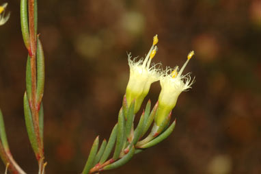 APII jpeg image of Homoranthus biflorus  © contact APII