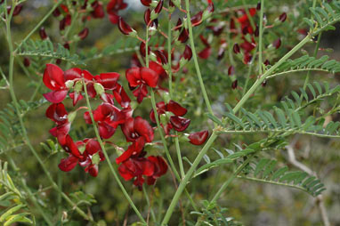 APII jpeg image of Swainsona galegifolia  © contact APII