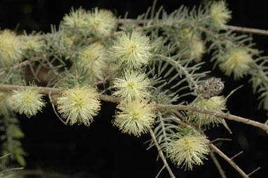 APII jpeg image of Melaleuca incana  © contact APII