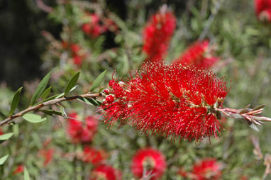 APII jpeg image of Callistemon citrinus  © contact APII