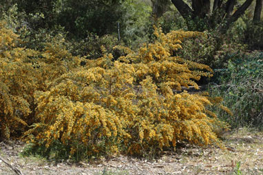 APII jpeg image of Pultenaea villosa  © contact APII