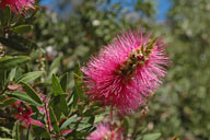 Callistemon citrinus 'Mauve Mist'