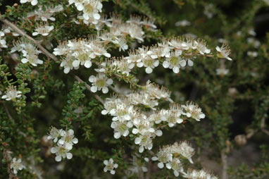 APII jpeg image of Leptospermum minutifolium  © contact APII