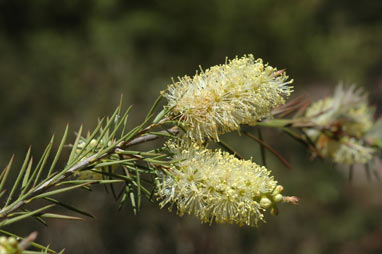 APII jpeg image of Callistemon sieberi  © contact APII