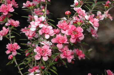 APII jpeg image of Leptospermum scoparium 'Coral Candy'  © contact APII