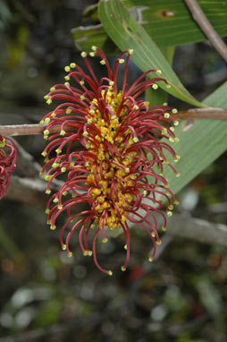 APII jpeg image of Hakea archaeoides  © contact APII