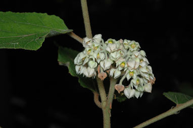 APII jpeg image of Seringia arborescens  © contact APII