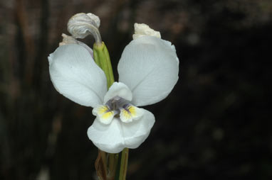 APII jpeg image of Diplarrena moraea  © contact APII