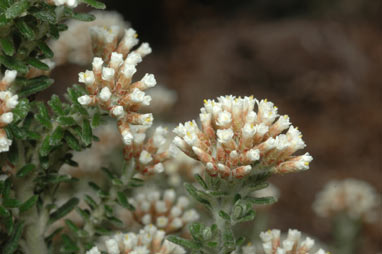 APII jpeg image of Ozothamnus purpurascens  © contact APII