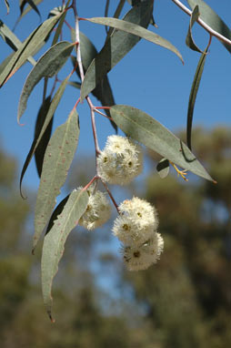 APII jpeg image of Eucalyptus risdonii  © contact APII