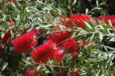 APII jpeg image of Callistemon citrinus 'Firebrand'  © contact APII